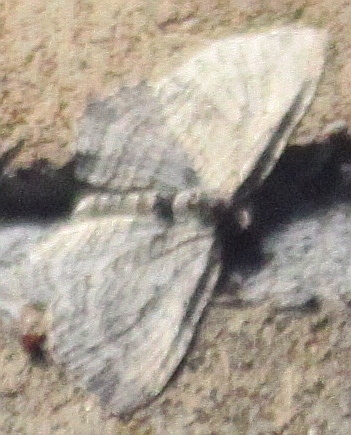 Brown Bark Carpet Moth From Tweed ON Canada On August 22 2023 At 06   Large 