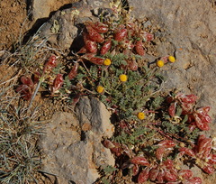 Astragalus whitneyi