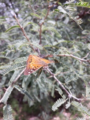 Asterocampa celtis antonia