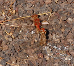 Sympetrum pallipes