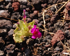 Diplacus cusickioides