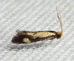 Isocorypha mediostriatella
