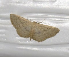 Scopula hypochra