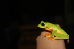 Agalychnis moreletii