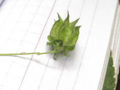 Abutilon divaricatum