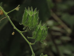 Abutilon divaricatum