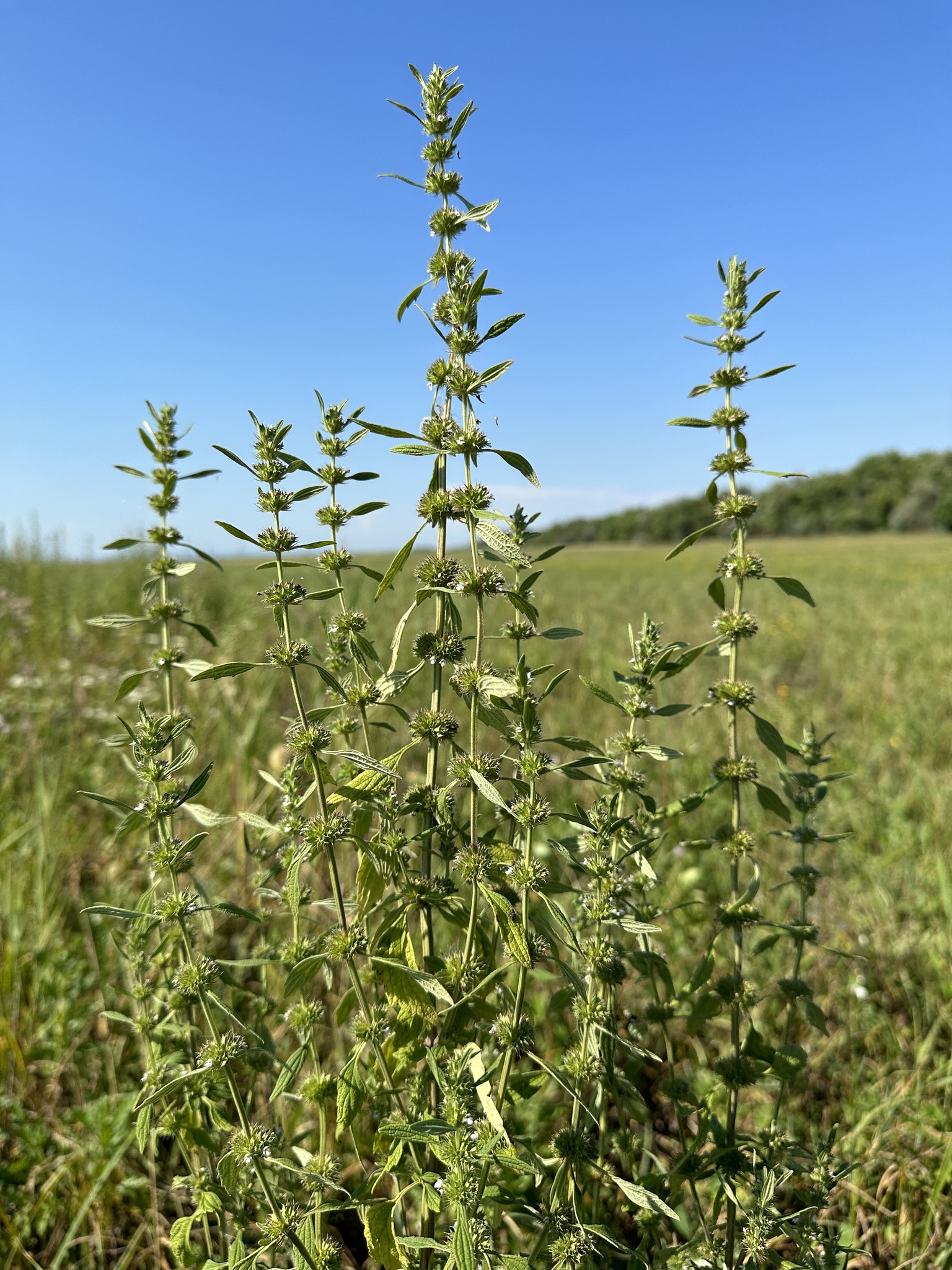 Chaiturus marrubiastrum