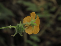 Abutilon divaricatum