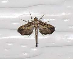 Hydriris chalybitis
