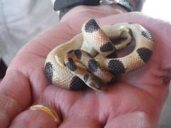 Tropidophis semicinctus