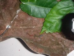 Sphaerodactylus elegans