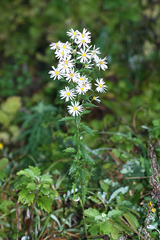 Aster incisus