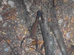 Heteroctenus junceus