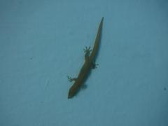 Sphaerodactylus elegans