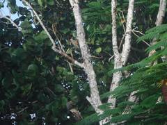 Melanerpes superciliaris