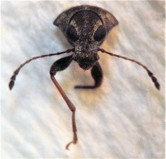 Cacephatus huttoni