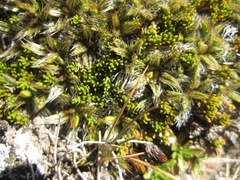 Anisotome imbricata imbricata