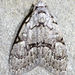 Confused Meganola Moth - Photo (c) David G. Barker, some rights reserved (CC BY-NC), uploaded by David G. Barker