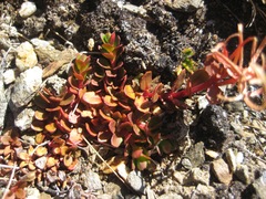 Epilobium tasmanicum