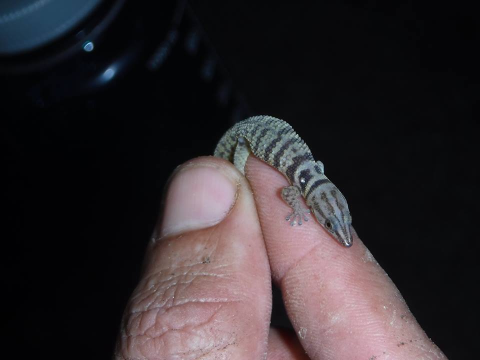Zapata Big-scaled Sphaero