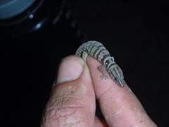 Sphaerodactylus richardi