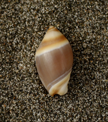 Amalda depressa