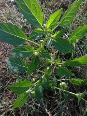 Physalis philadelphica
