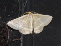 Mixocera latilineata