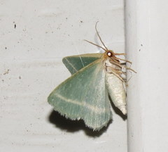 Mixocera latilineata