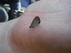 Hemiargus ceraunus filenus