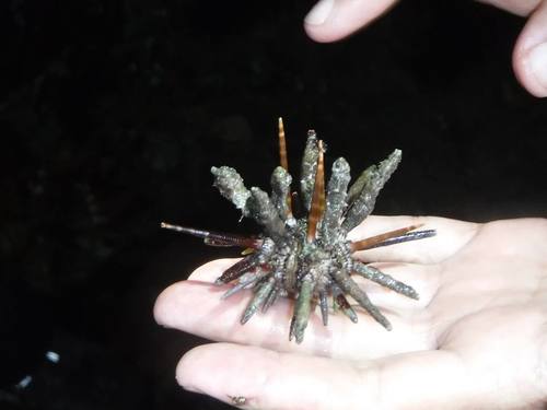 Eucidaris tribuloides