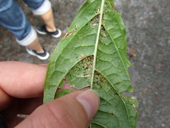 Heliothrips haemorrhoidalis