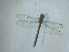 Triacanthagyna septima