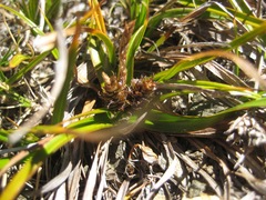 Carex wakatipu