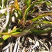 Carex wakatipu - Photo (c) greenschist, some rights reserved (CC BY-NC), uploaded by greenschist
