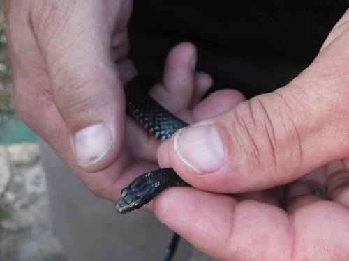Black and white Racer, Caraiba andreae