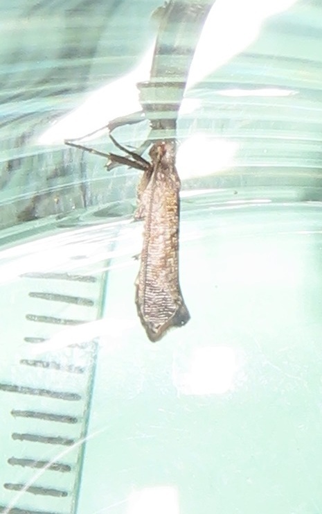 Lepocnemis