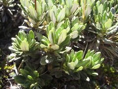 Celmisia brevifolia