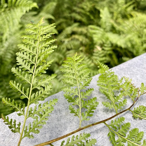 Cuplet Fern (Dennstaedtia bipinnata)