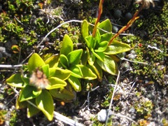 Brachyglottis bellidioides