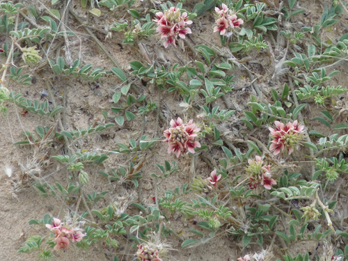 Indigofera alternans image