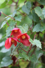 Begonia maurandiae
