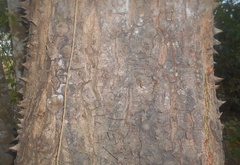 Pochota fendleri