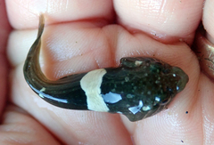 Lumpfish photo 4