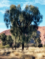 Allocasuarina decaisneana