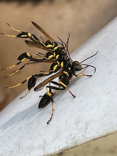 Yellow-legged Mud-dauber Wasp photo 3