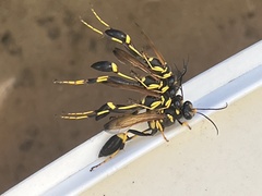 Yellow-legged Mud-dauber Wasp