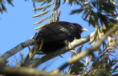 Eudynamys orientalis cyanocephalus