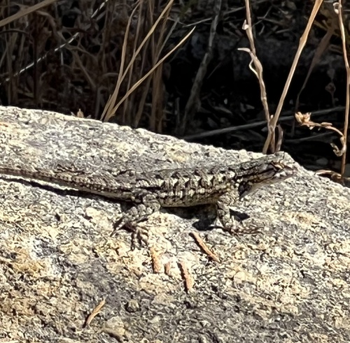 iNaturalist observation photo of Western Fence Lizard