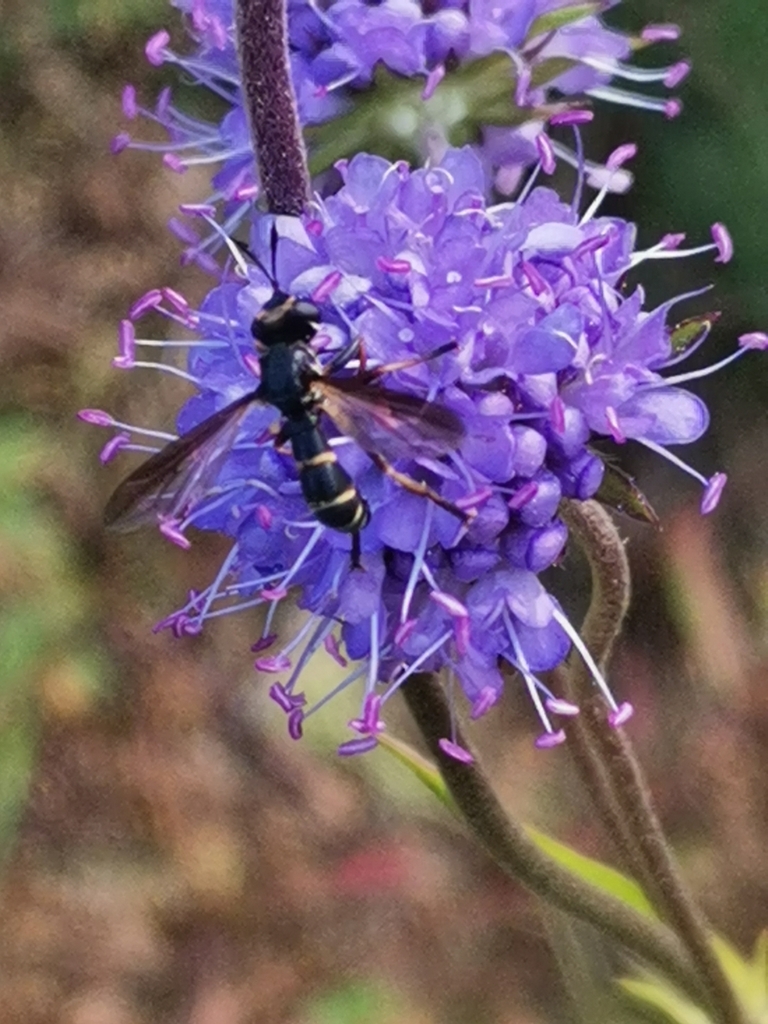 Conops strigatus